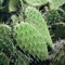 roślinność - kaktusy